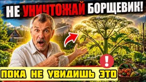 Опасный сорняк или подарок природы? Его уничтожали зря? Правда ШОКИРУЕТ!