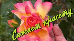 Сажаем розы 🌹 Играем с ребятами 🤾 Едим горох 🫛