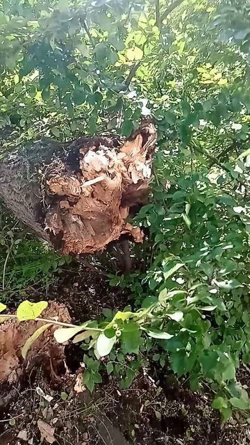 упало дерево смотреть онлайн