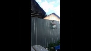 утро с хобби хорсингом