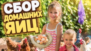 Собираем домашние яйца. Поход в курятник.