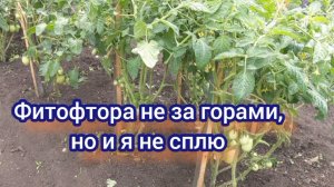 У нас похолодание, ура! Можно поработать, занялась томатами