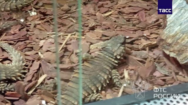 Калининградские таможенники обнаружили редких ящериц стоимостью 5,5 млн рублей смотреть онлайн