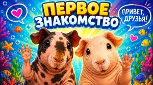 Знакомство со свинками)