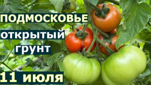 Самые ранние сорта томатов в этом году Открытый грунт