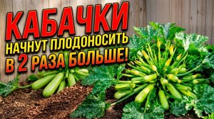 Кабачки мгновенно начнут плодоносить и дадут в 2 раза больше урожая! Полейте ТАК!
