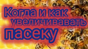 Когда и как увеличивать пасеку 🐝