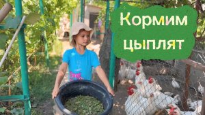 Кормление маленьких цыплят