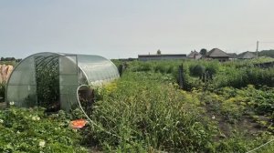 плюс минус посчитала/ за кормом сьездили