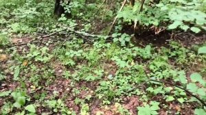 Урожай грибов Лисички и Белые 11.07.2026