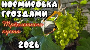 НОРМИРОВКА ГРОЗДЯМИ трёхлетнего куста ВИНОГРАДА.