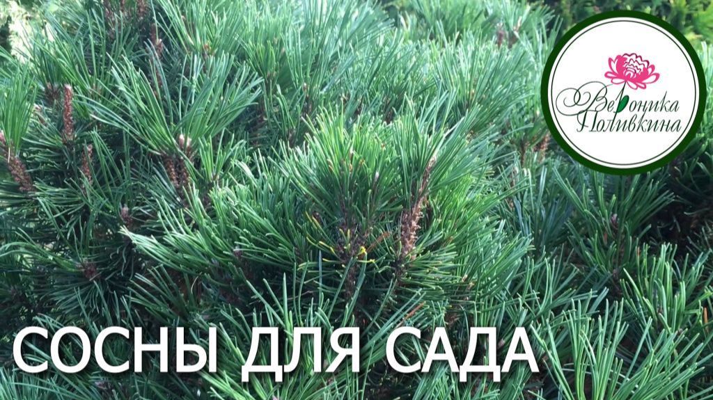 Хвойные в сду. Сосны смотреть онлайн