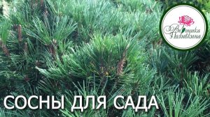 Хвойные в сду. Сосны