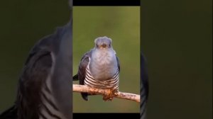 💥💞Кукушка💞💥