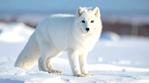 Песец