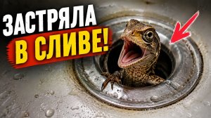 ЯЩЕРИЦА ЗАСТРЯЛА В СЛИВЕ / ИНТЕРЕСНЫЕ ВИДЕО