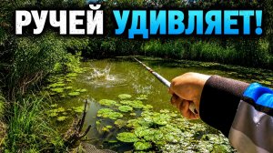 НЕ ЛОВИЛ ТАКОЕ 20 ЛЕТ! Закинул поплавок в РУЧЕЙ и ОНО ВЗЯЛО! Рыбалка 2026