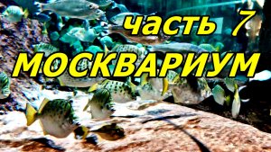 ТЕРАПИЯ ОКЕАНОМ: НЕВЕРОЯТНО КРАСИВАЯ ЖИЗНЬ ЗА СТЕКЛОМ. МОСКВАРИУМ. ЧАСТЬ 7.