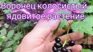 Ядовитое растение Воронец колосистый.