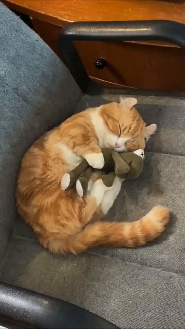 Видео от Tom and Сats / Кот на карте смотреть онлайн