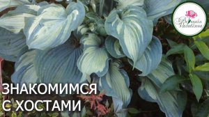 Хоста для начинающих. Давайте познакомимся.