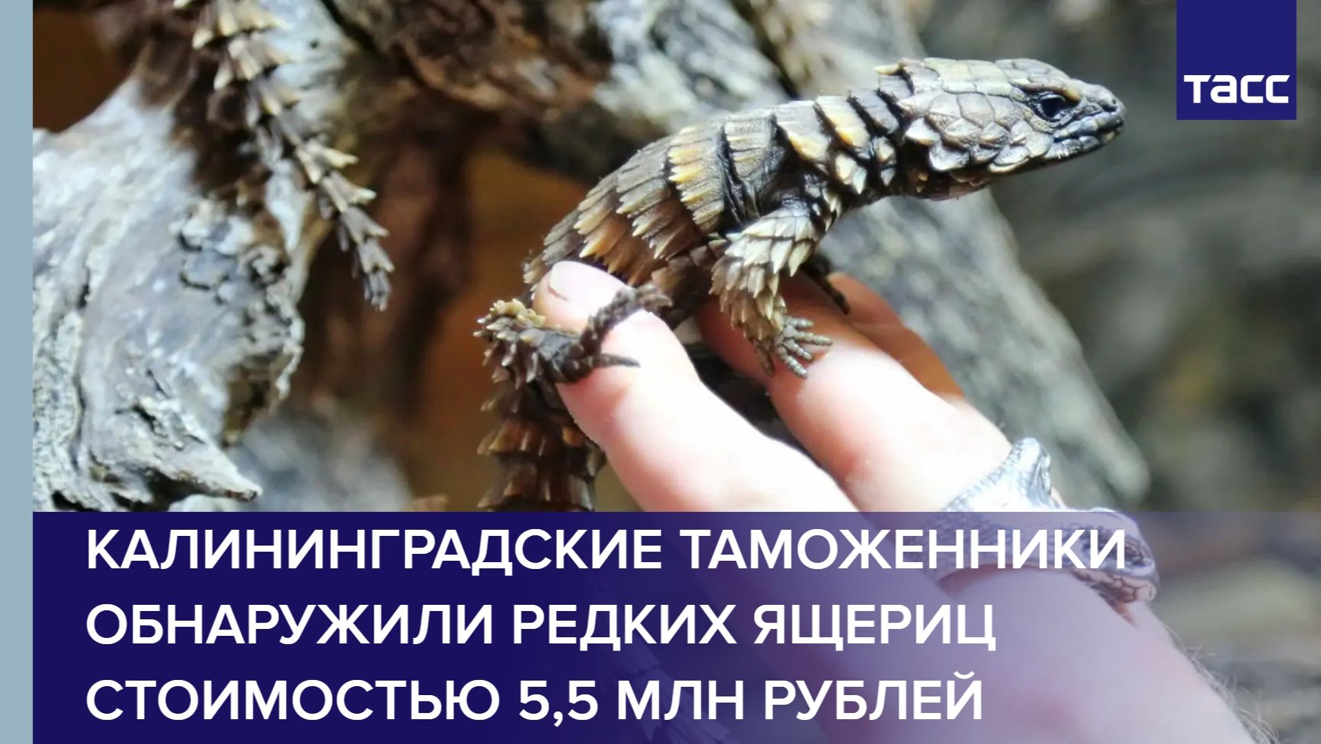 Калининградские таможенники обнаружили редких ящериц стоимостью 5,5 млн рублей смотреть онлайн