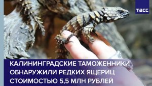 Калининградские таможенники обнаружили редких ящериц стоимостью 5,5 млн рублей