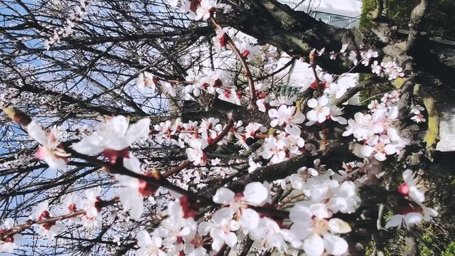 Один из дней города Евпатории | 9 апреля 2022 год | Крым ХАН БАТОН XAH 6ATOH | VID_20220409_142754