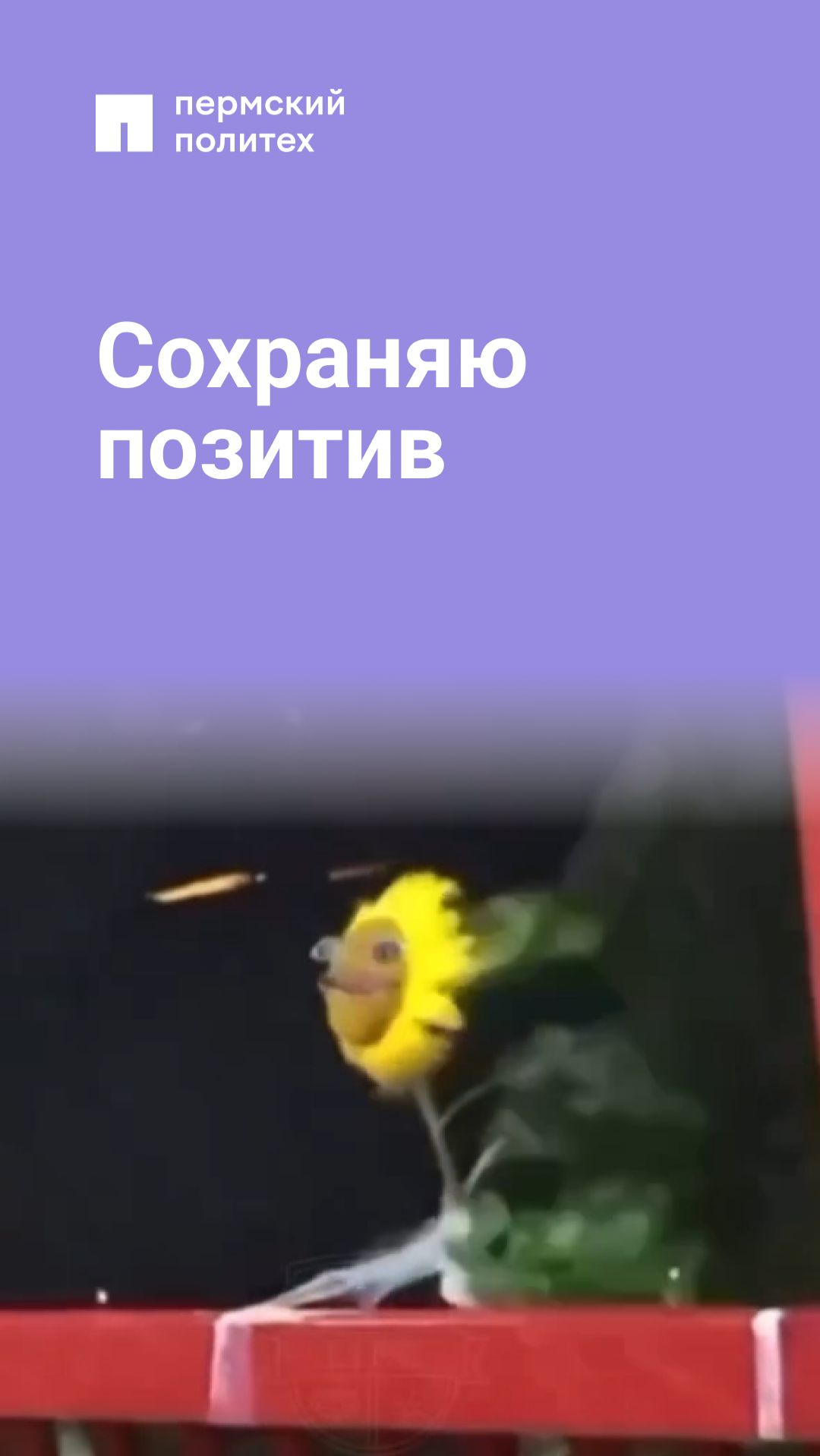Сохраняю  позитив