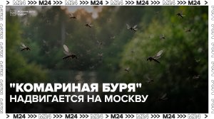 Эксперты спрогнозировали «комариную бурю» в Москве из-за дождей - Москва 24
