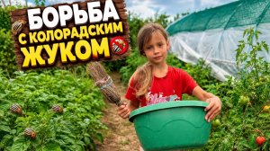 Борьба с колорадским жуком. Спасаем овощи