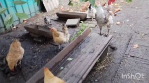 Осень 😋 /всё как то по домашнему /как живут в русской деревне...
