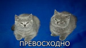 [трэш] - томас и уильям