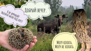 Огромный лось, лось поменьше, крохотный ёжик на прогулке с Псом Кубиком. Сова Ёль опять копает ямку