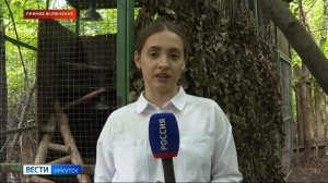 Прямое включение: в уличном вольере Иркутского зоосада поселилась пара сипух