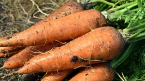 Морковь в ИЮЛЕ: Чем полить грядку чтобы морковка была крупная и сладкая Две подкормки моркови в июле
