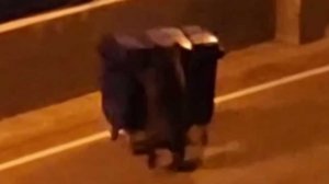 В Сочи засняли медведя, который катал мусорный контейнер