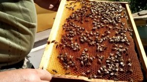 Исправление отрутовевшего отводка. Итог. 
Странный результат.