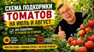 Схема подкормок томатов и перцев на июль и август. Томаты наливаются и спеют на глазах.