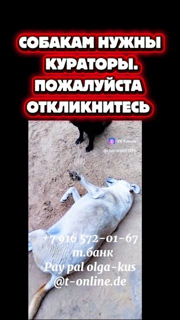 спасены из отлова в Казахстане, сбор на содержание