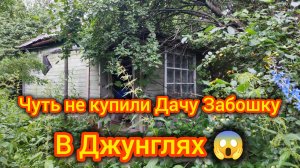 Чуть не купили Дачу Заброшку в Джунглях 😱 Не делайте таких Ошибок люди!!!