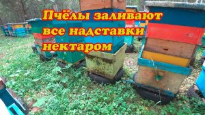 РАБОТА ПЧЁЛ НА ВЫВОЗНОМ ТОЧКЕ И КАКИЕ УРАЛЬСКИЕ МЕДОНОСЫ ЦВЕТУТ.