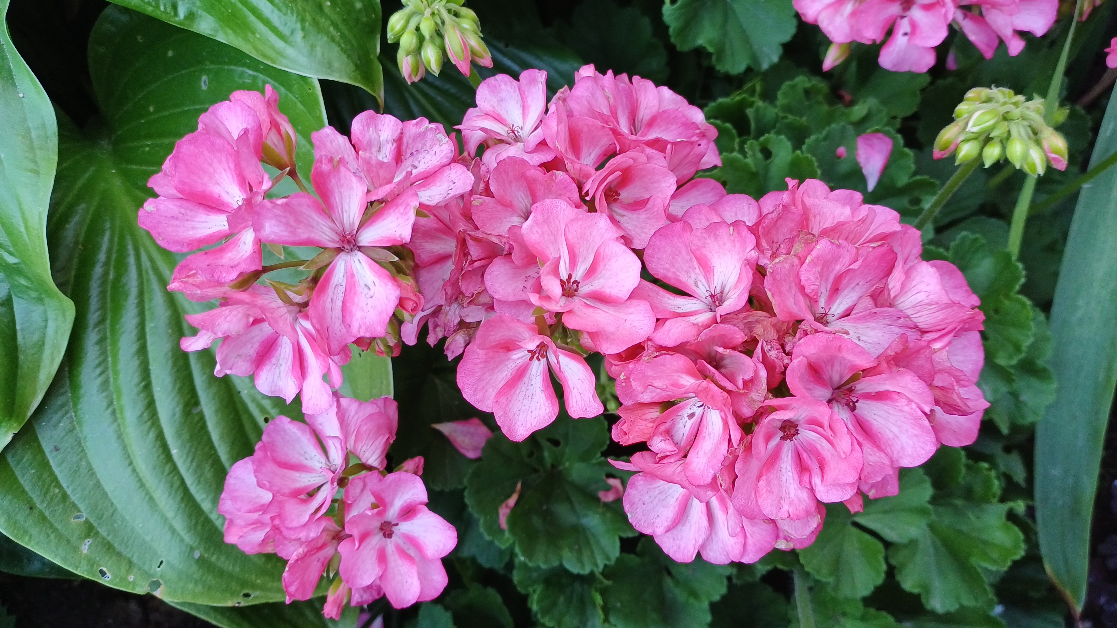 Дачные зарисовки🌸🌸🌸 Собираем урожай🗑 смотреть онлайн