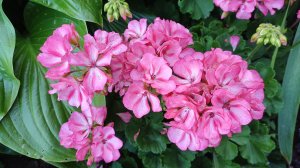 Дачные зарисовки🌸🌸🌸 Собираем урожай🗑