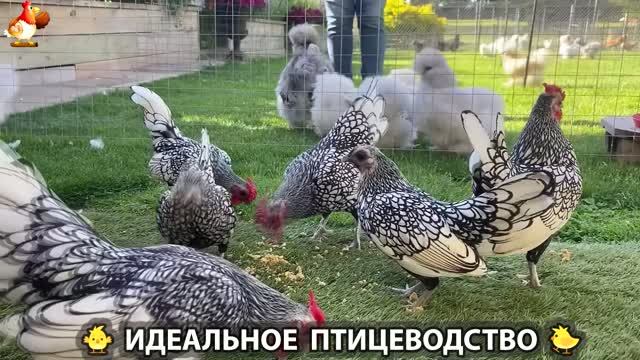 Идеальное птицеводство достойно восхищения 🐓🦆🦢🦚🦃🐔 эпизод (514) смотреть онлайн