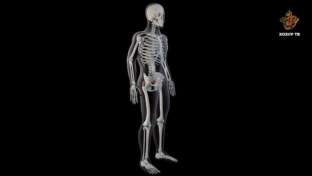 Гаҗәеп дөнья серләре. Кеше организмы
