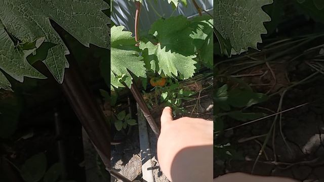 4369.mp4 смотреть онлайн