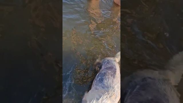 Снежок и Моника на море смотреть онлайн