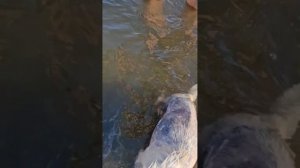 Снежок и Моника на море