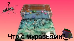 муравьи что с ними за пару дней?